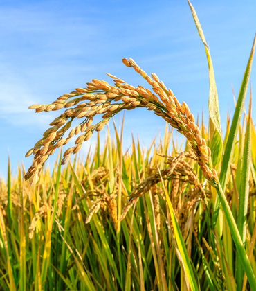 The total production of early rice in the country increased by 0.8%, and all regions continued to pay close attention to the production of autumn grain