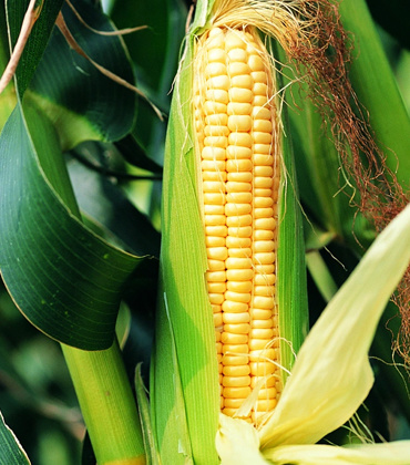 What is the purpose of developing functional agriculture?