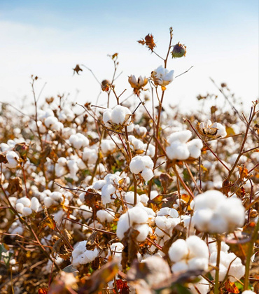 What is the purpose of developing functional agriculture?